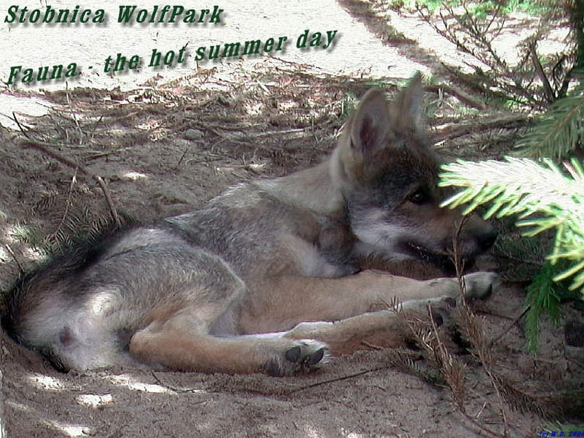 Relajado en la sombra, lobos, vida silvestre, cachorro de lobo, animales fondo de pantalla