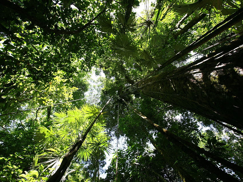 Rainforest canopy Plants Nature in jpg format, Rainforest Leaves HD wallpaper