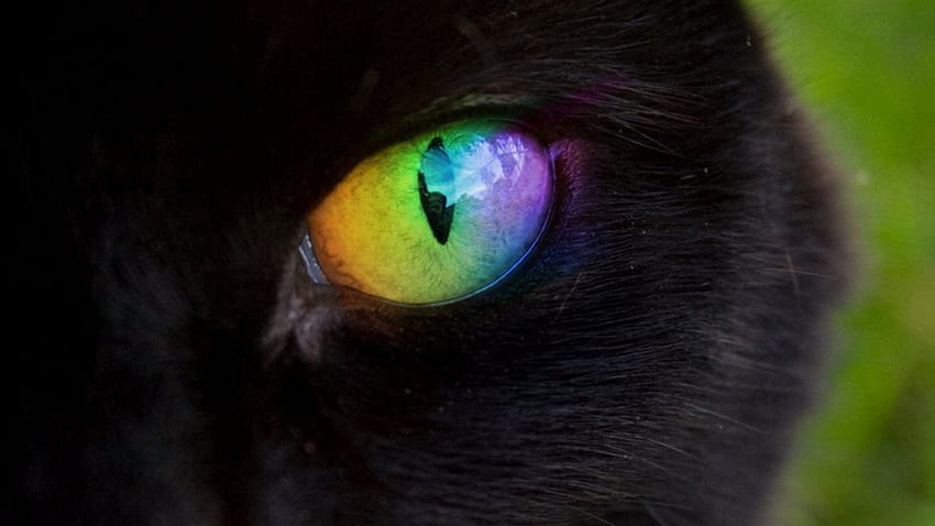 Rainbow Eye, черно, дъга, фантазия, котка, око HD тапет