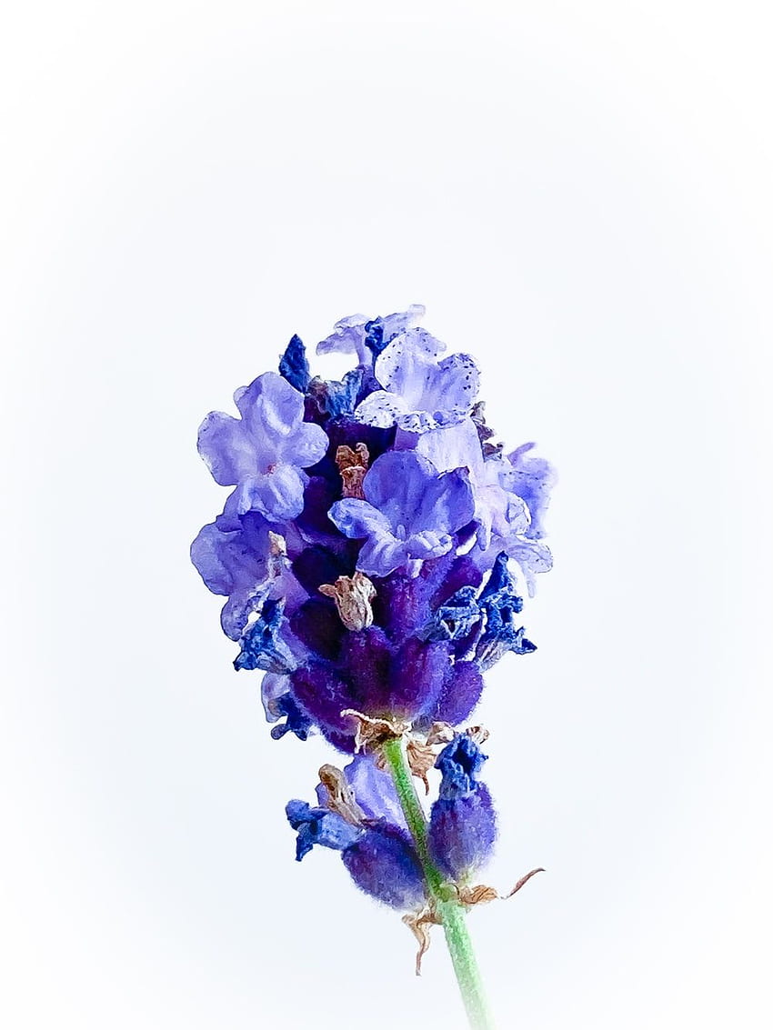 lila Blume auf weißem Hintergrund – Pflanze, Lavendel mit Blumen HD-Handy-Hintergrundbild