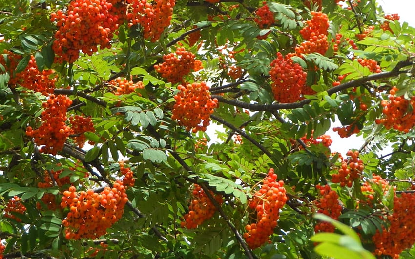 Rowan, rowanberries, trees, Latvia HD wallpaper