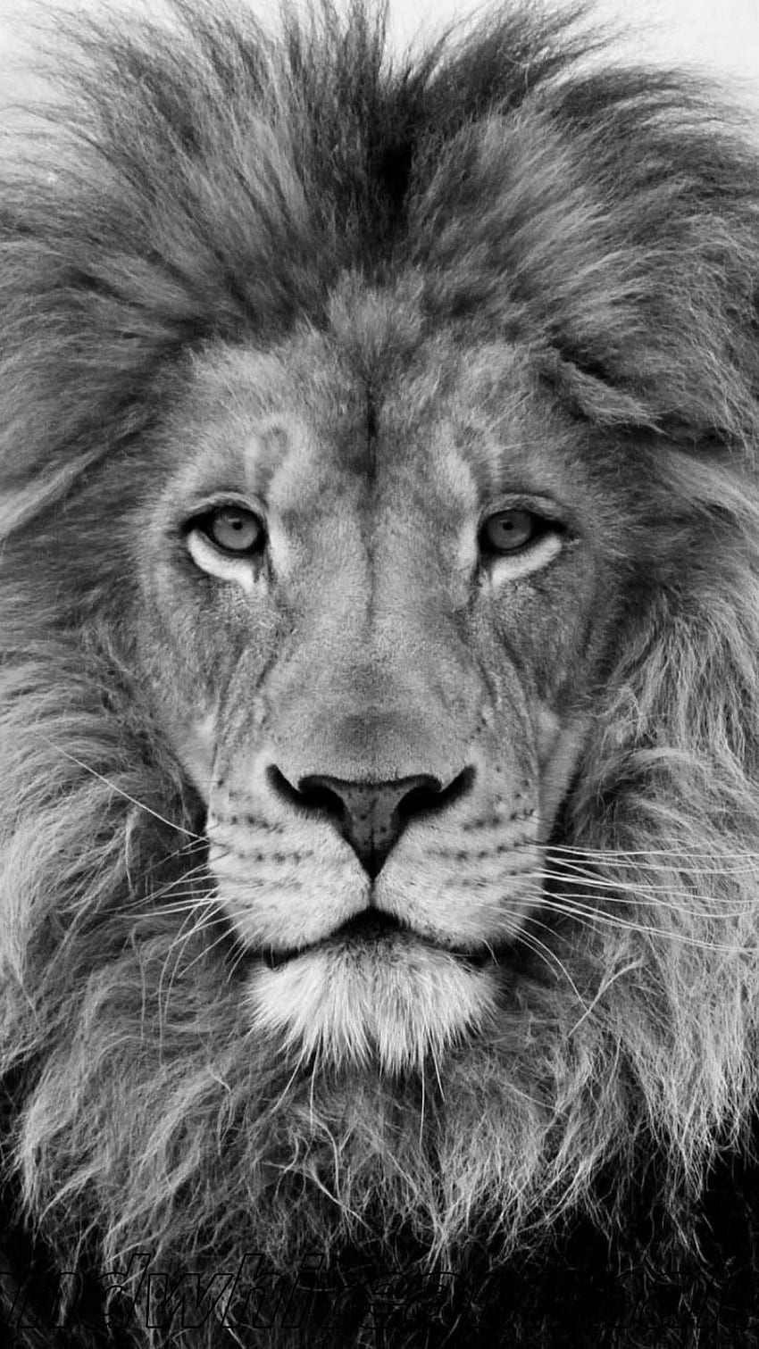 Black Lion iPhone fundo para iPhone Hupages. Iphone do leão, leão, leão, animal selvagem preto e branco Papel de parede de celular HD