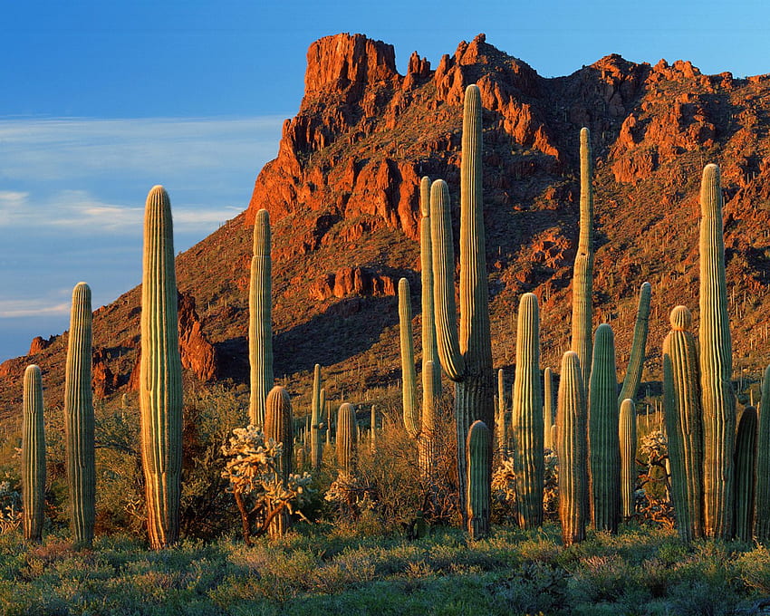 ilusión óptica Desert Cactus [] para su, móvil y tableta. Explora Cactos. de cactus, cactus de acuarela, flor de cactus, cactus de México fondo de pantalla