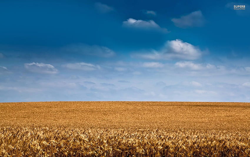 Barley Field & Sky . Barley Field & saham Sky Wallpaper HD