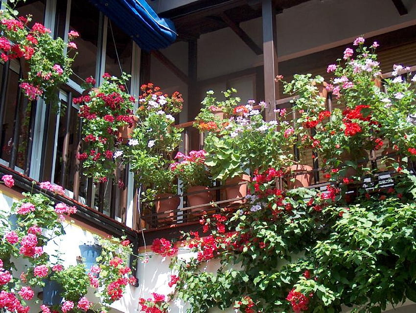 patio, spain, flowers, cordoba, andalucia HD wallpaper