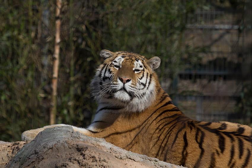 Animals, Lies, Predator, Big Cat, Tiger HD wallpaper