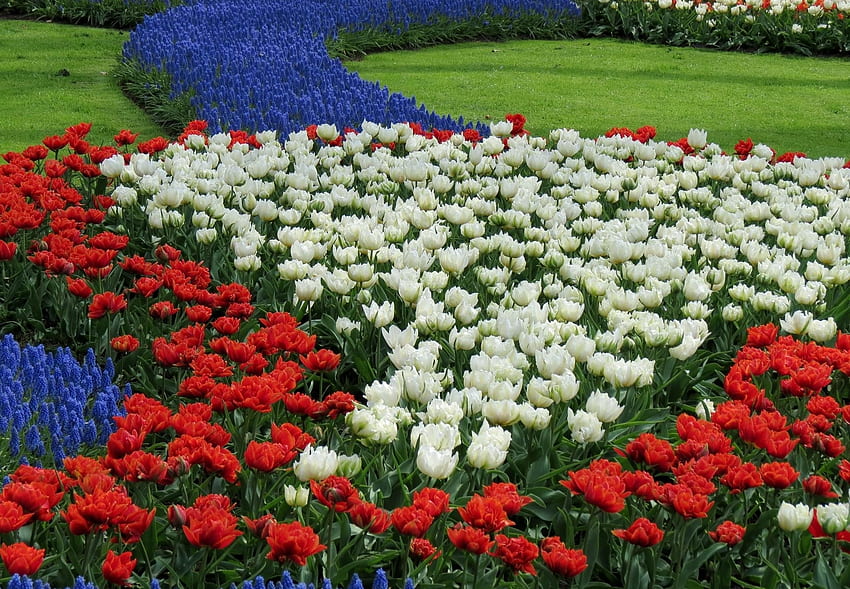 Fiori, tulipani, motivo, aiuola, aiuola, Muscari, Muscari Sfondo HD