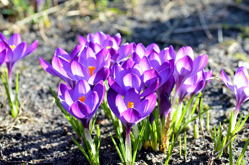 春の色、紫、クロッカス、花びら、花、庭 高画質の壁紙