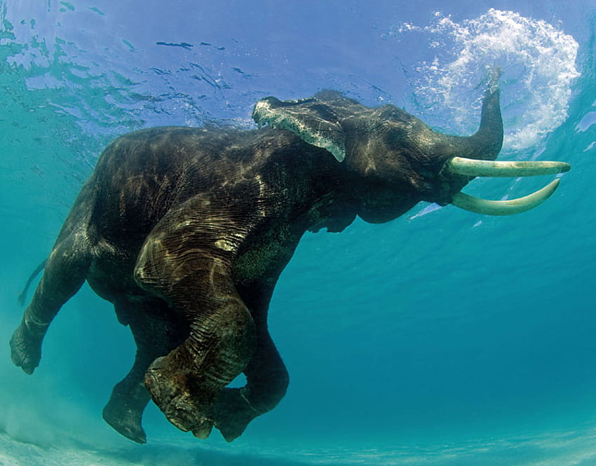 swimming elephant, blue, swimming, water, elephant HD wallpaper