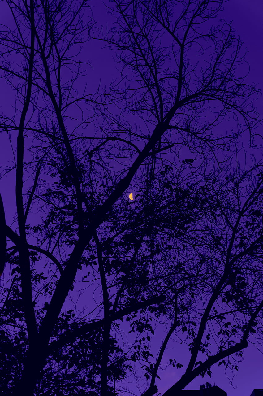 árboles, cielo, noche, luna, violeta, oscuro, púrpura fondo de pantalla del teléfono