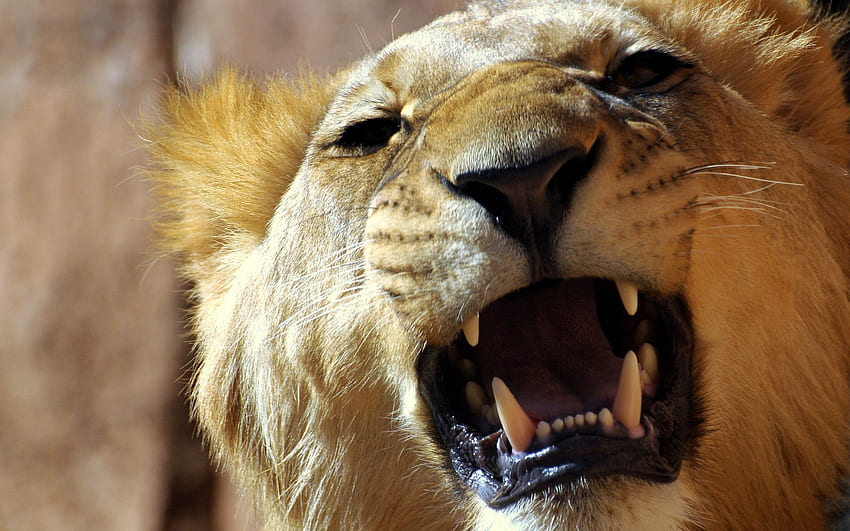 Animals, Aggression, Grin, Muzzle, Lion, Anger HD wallpaper