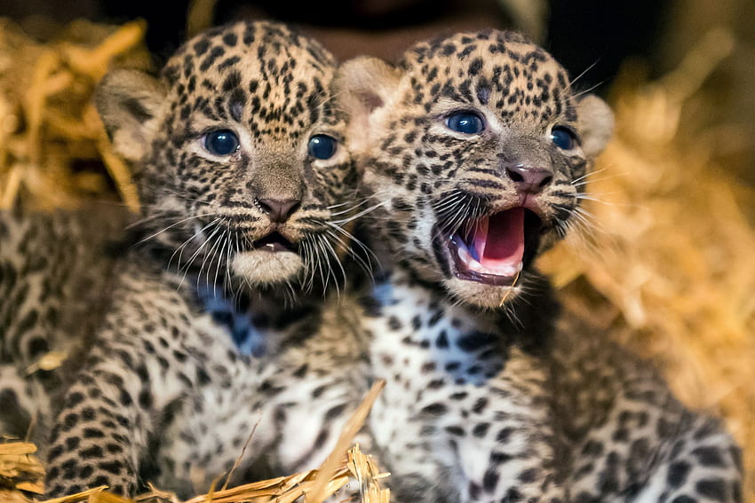 Baby Leopards HD wallpaper