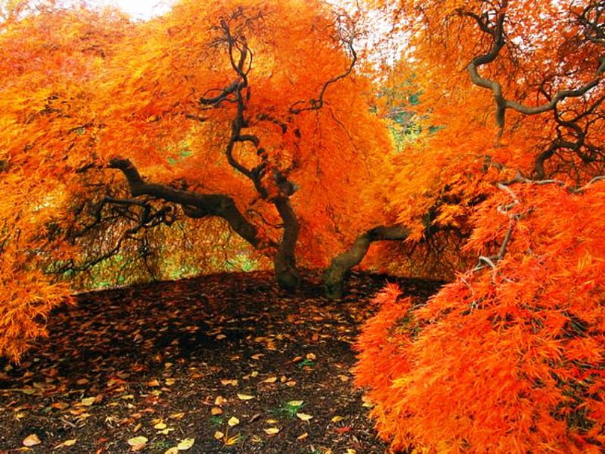 オレンジの秋、、パス、美しい、オレンジ、木、公園、秋、自然、葉、森 高画質の壁紙