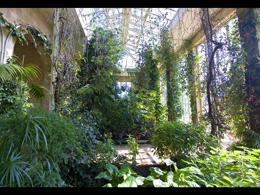 Intérieur de l'Orangerie, verdure, jardin, atrium, feuillage Fond d'écran HD
