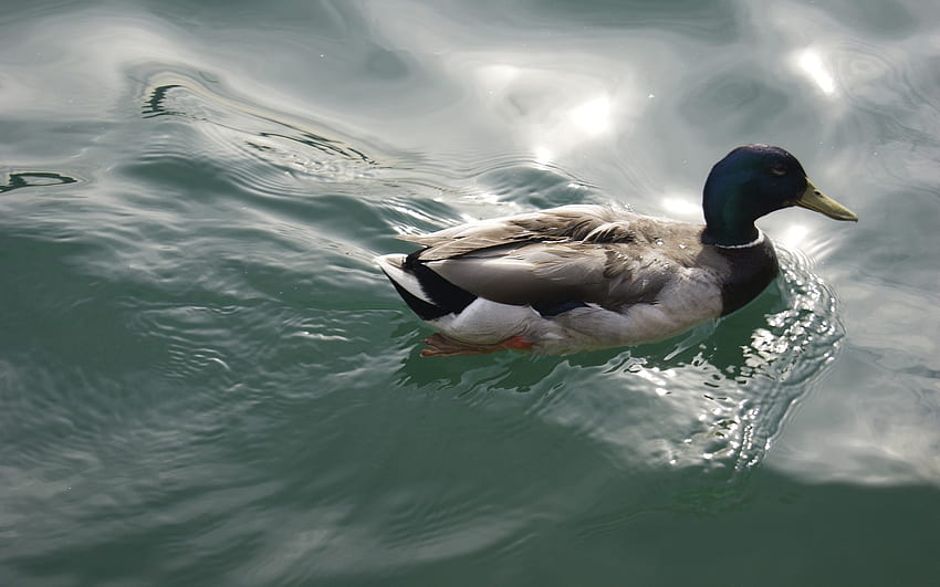 Mallard Duck, animal, duck, bird, water HD wallpaper