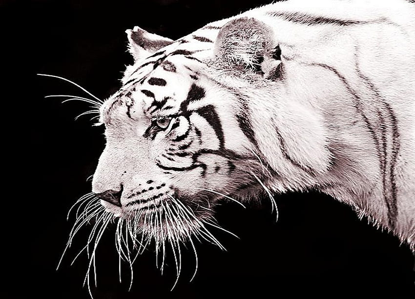 เสือขาว ลายเสือ พื้นหลังดำ นักล่า ขาวและดำ วอลล์เปเปอร์ HD
