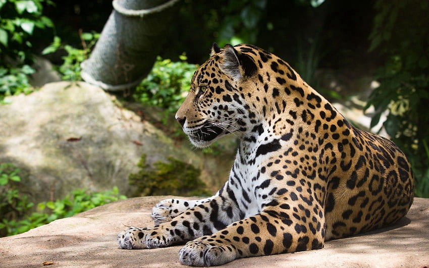 animales, jaguar, depredador, gato montés, gato montés fondo de pantalla