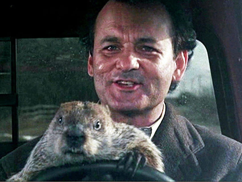 Go Hog Wild! Plan A Groundhog Day Celebration Worth Repeating. The Spokesman Review, Happy Groundhog Day HD wallpaper