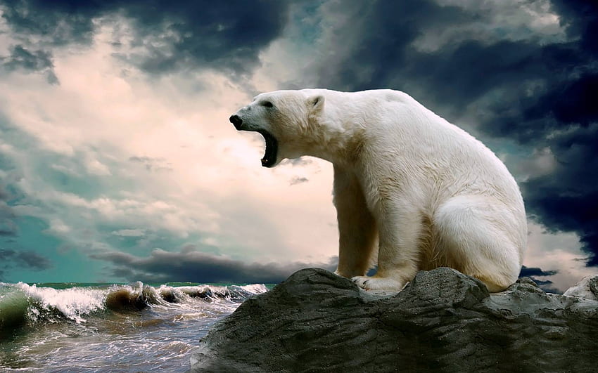 niedźwiedź polarny, fajny, zabawny, zwierzęta Tapeta HD