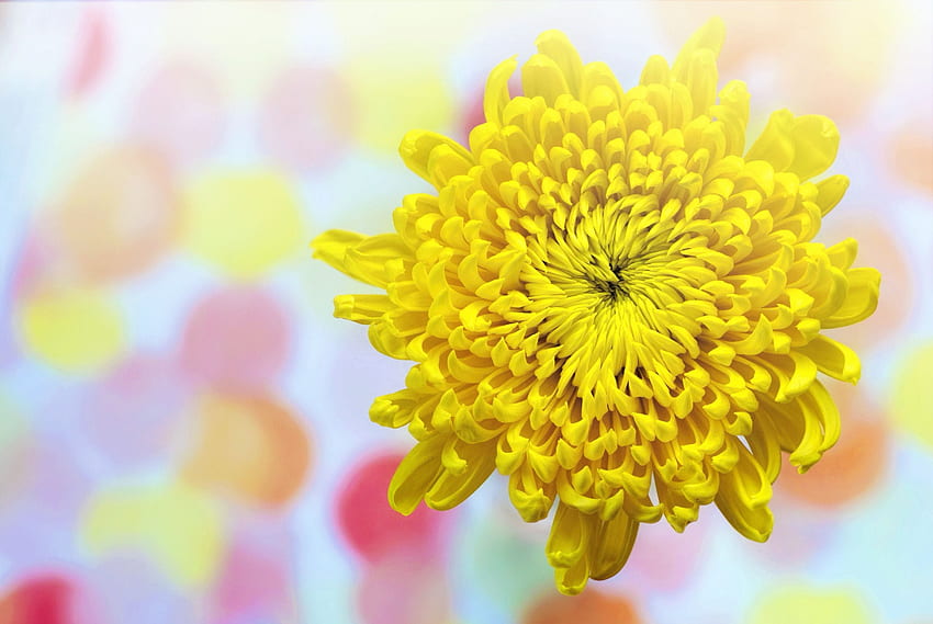 Crisantemo amarillo fondo de pantalla