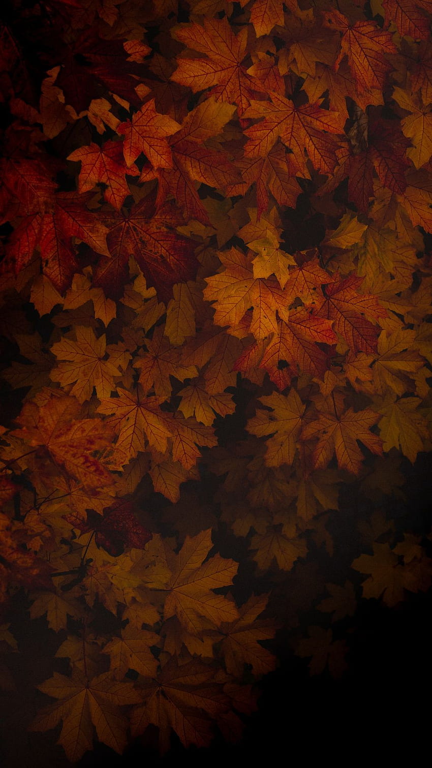 Jesień, liście, portret. Jesienny telefon, jesień, jesienne liście, ciemnobrązowe liście Tapeta na telefon HD