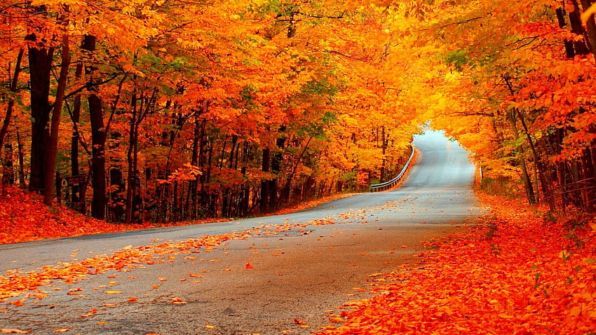 nature route d'automne forêt chemin coloré laisse les arbres tomber. | Automne | Pinterest | Chute, et Fond d'écran HD
