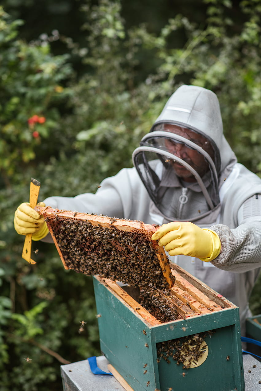 Focused man harvesting honey in apiary · Stock HD phone wallpaper
