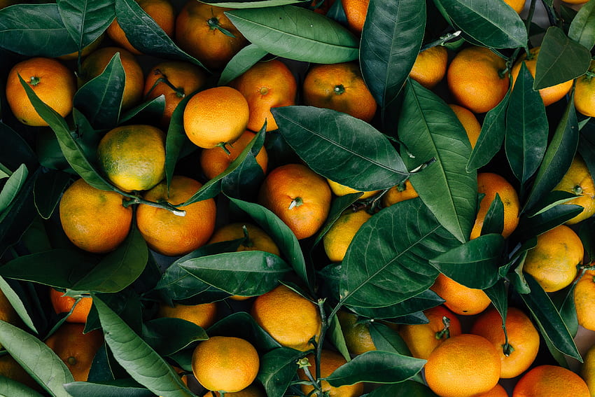 Fruits, Food, Leaves, Tangerines, Citrus HD wallpaper