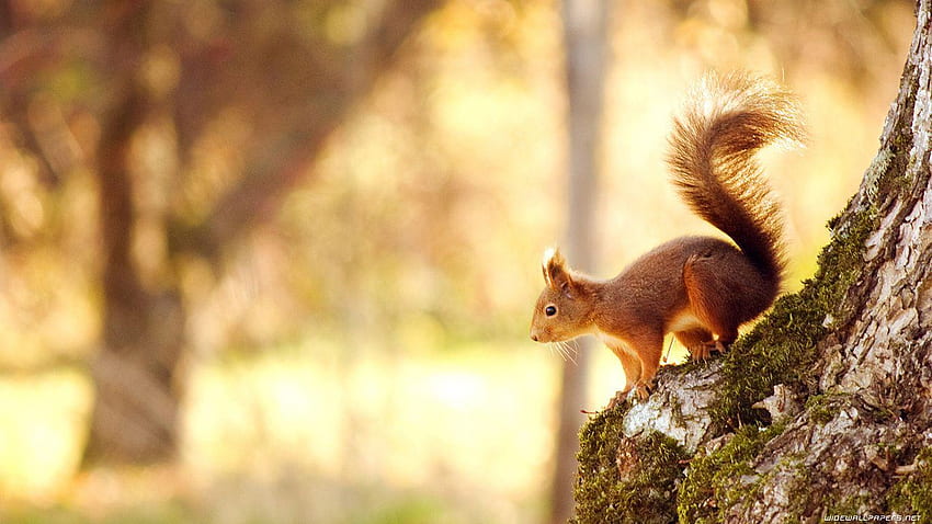 Rotes Eichhörnchen, Sincap HD-Hintergrundbild