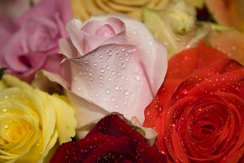 素晴らしいバラ、魔法、色、水滴、美しい、美しさ、ピンク、黄色、赤、湿ったバラ、花 高画質の壁紙