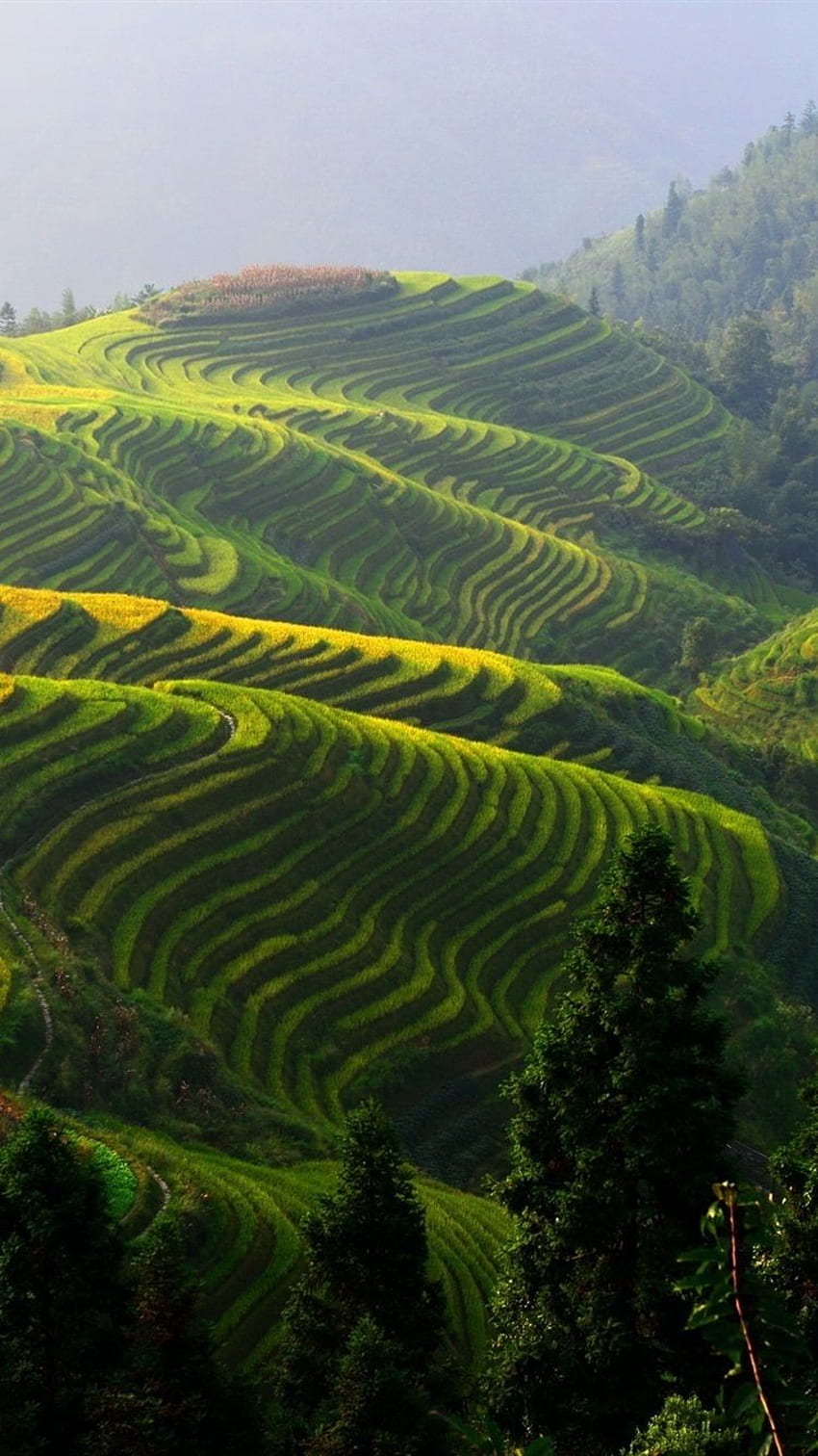 Longji rice terraces, China HD phone wallpaper