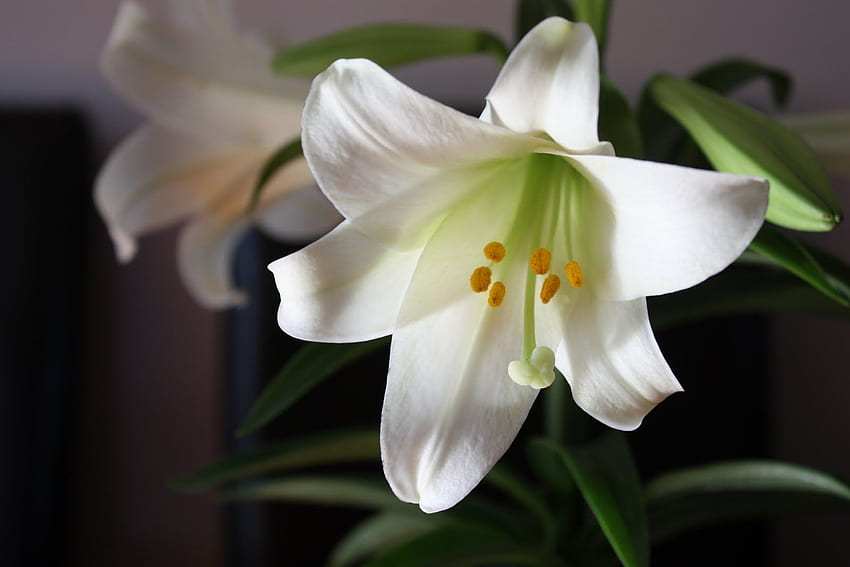Easter Lilies . Easter lily, Lily flower, Lily HD wallpaper