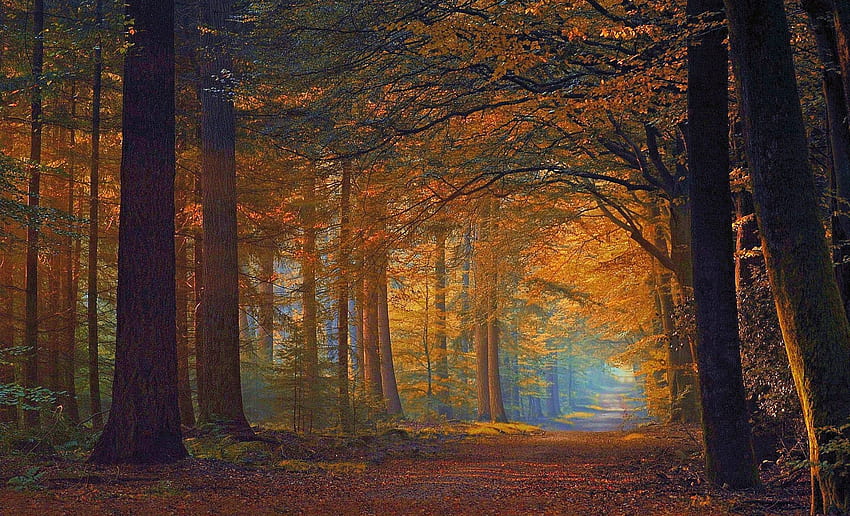 Jalan Tak Berujung, sinar matahari, pohon, jalan, indah, dedaunan musim gugur, pemandangan pagi, hutan, cahaya ajaib Wallpaper HD