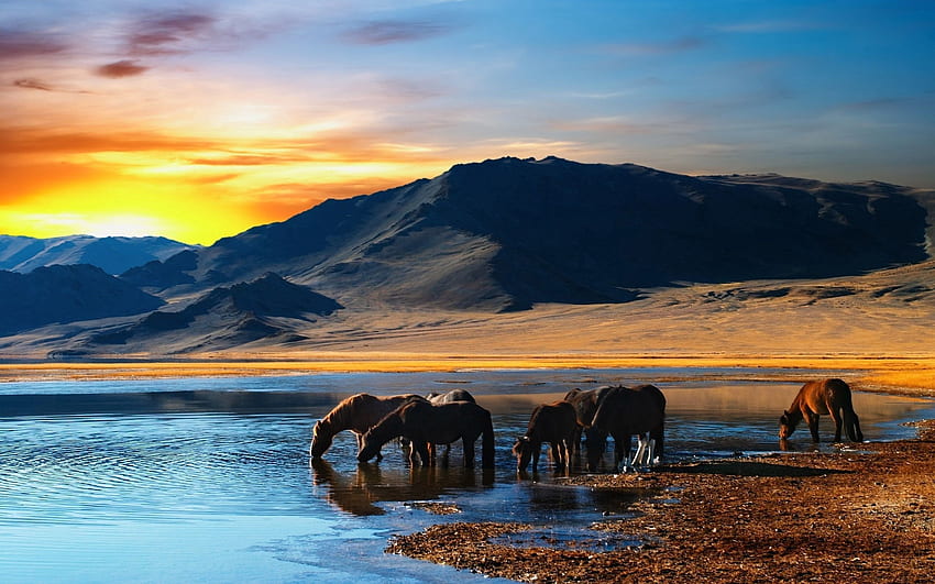 Animals, Water, Sunset, Mountains, Horses, Shore, Bank, Drink, Herd, Thirst HD wallpaper
