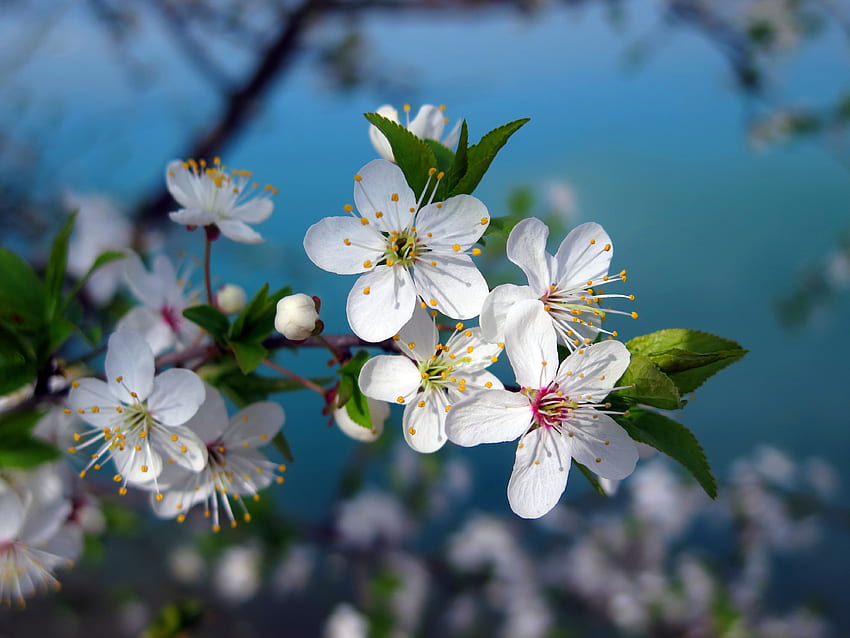 White, cherry blossom, pollen, flowers, closeup HD wallpaper