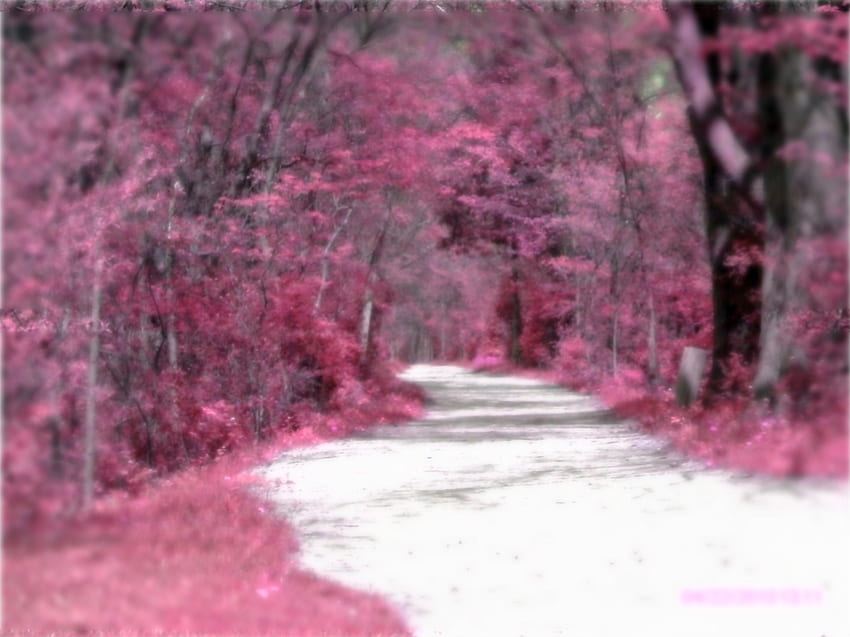 자전거 도로, 핑크, 숲, 나무, 자연 HD 월페이퍼
