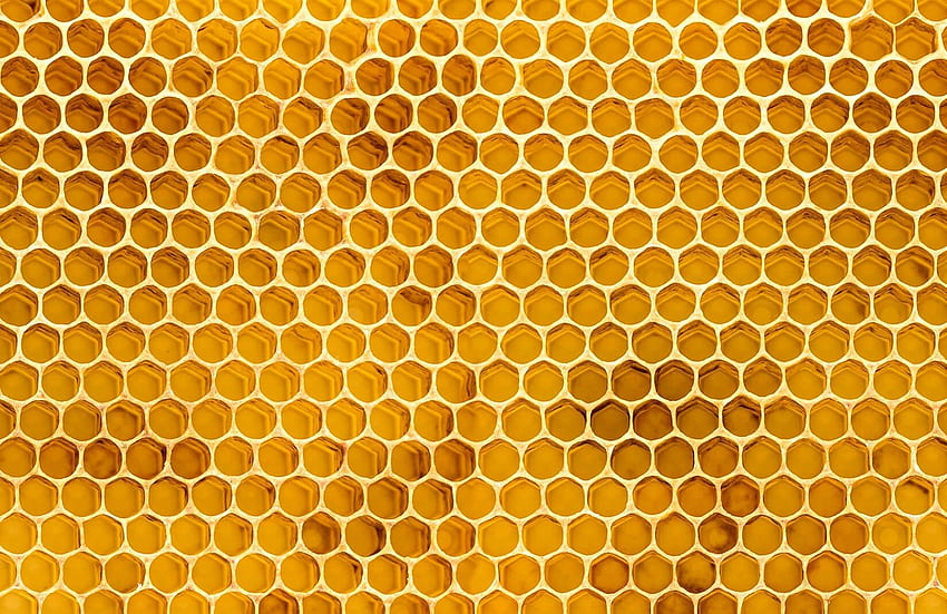 Honeycomb Lovely Honey Bee Hive 올해 HD 월페이퍼