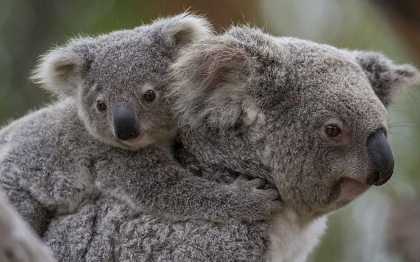 Bebé Koala - Madre y bebé Koala - y , Koala durmiente fondo de pantalla ...