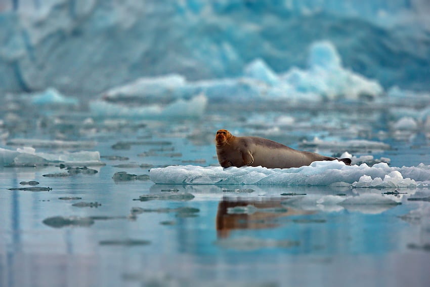 Animals: Ice Ocean Landscape Seal Floes Sea Drifts Red Faced Arctic, Funny Seal HD wallpaper