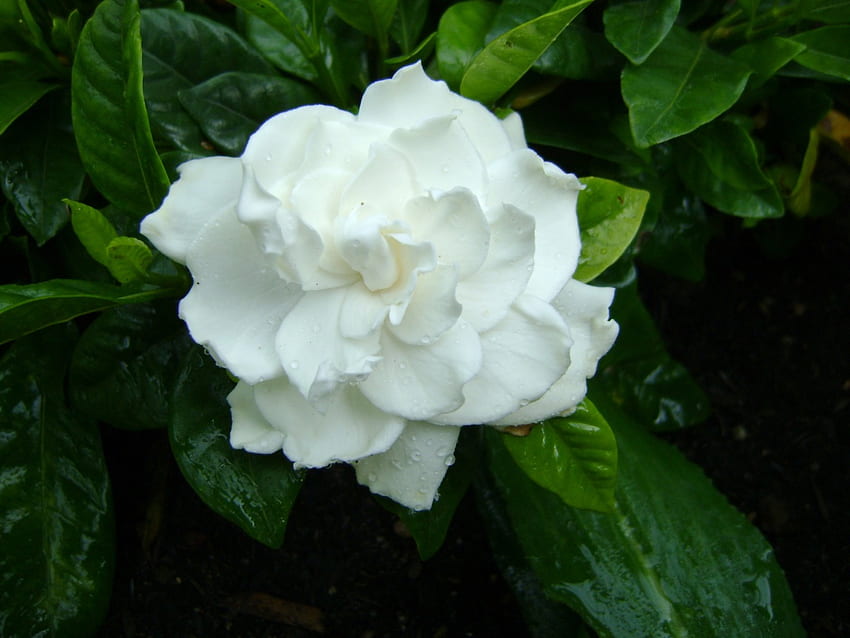 Gardenia, single, white, flower HD wallpaper