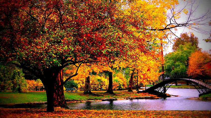 Autumn Examples for Your Background HD wallpaper