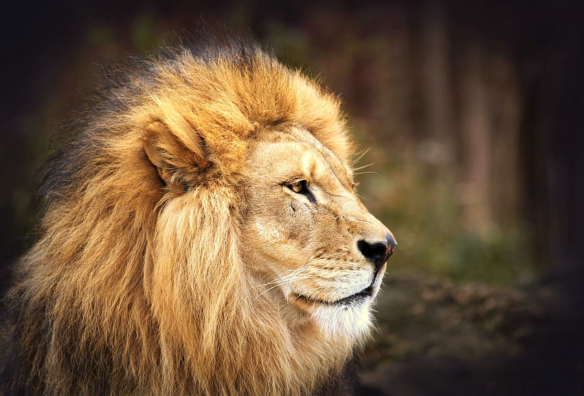 สัตว์ ปากกระบอกปืน สิงโต นักล่า แมวตัวใหญ่ แผงคอ วอลล์เปเปอร์ HD