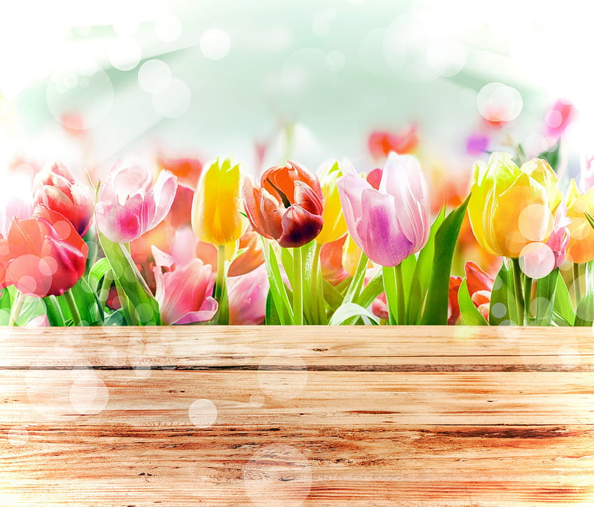 Tulipani, bokeh, tulipano, primavera, natura, fiori, primavera, splendore Sfondo HD