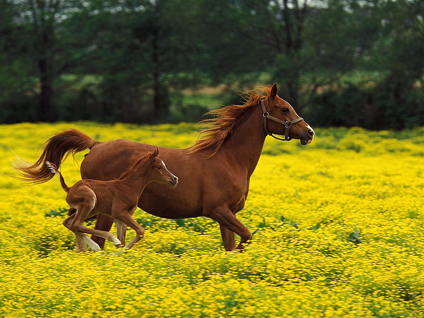 Animals, Grass, Bounce, Jump, Horse, Stallion HD wallpaper