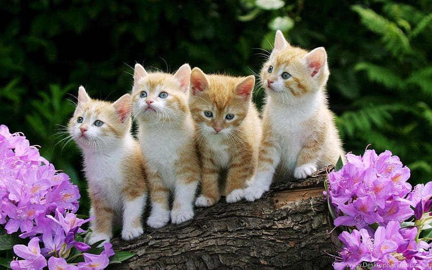 Cute Kitten Android Apps On Google Play Background, Adorable Kitten HD wallpaper