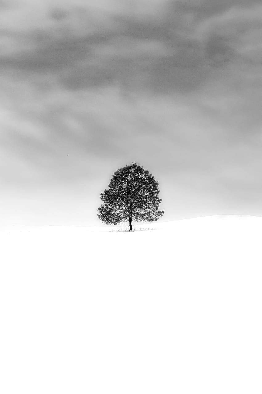 Natura, Śnieg, Drewno, Drzewo, Minimalizm, Bw, Chb Tapeta na telefon HD
