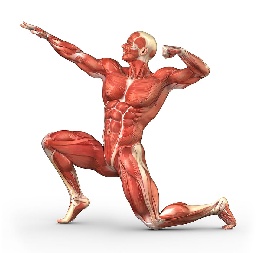 Système musculaire, anatomie musculaire Fond d'écran HD