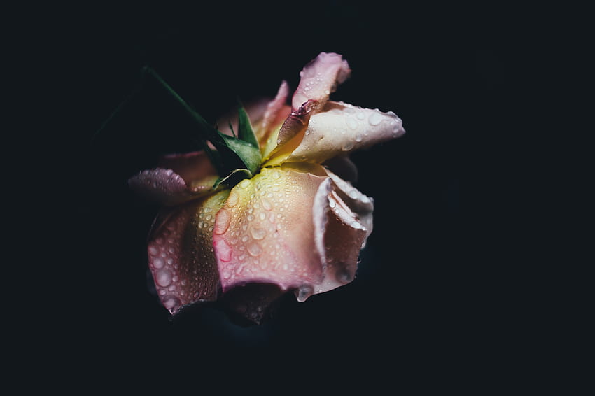 Drops, Macro, Rose Flower, Rose, Petals, Bud HD wallpaper