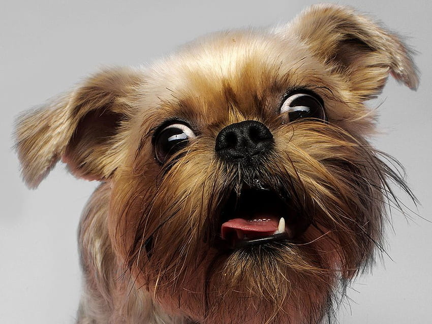 en sevdiğim köpek Griffon, köpek, sevimli, griffon HD duvar kağıdı