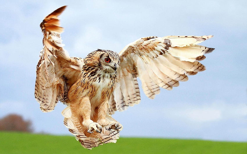 Eagle owl / 1920 x 1200 / Animals / graphy, 1200 X 900 Colorful Owl HD wallpaper